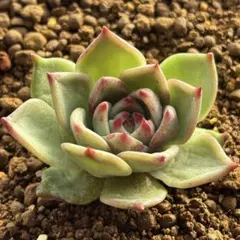 ブリリアント様 リクエスト 8点 まとめ商品