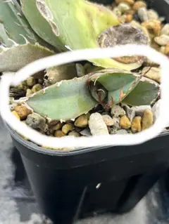 2025年最新】アガベ 白鯨 親株の人気アイテム - メルカリ