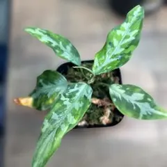 Alpinia rugosa アルピニア ルゴサ 激レア 4芽付き 激安 大株 - メルカリ