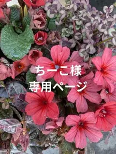 ラボット服　LOVOT　ハンドメイド　ちーこ様専用ページ