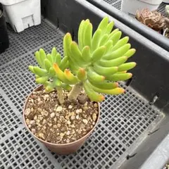 速達　Lear^_−☆リア様 リクエスト 10点 まとめ商品