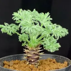 TPON様 リクエスト 3点 まとめ商品