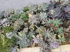 多肉植物　カット苗　1セット　タイムセール