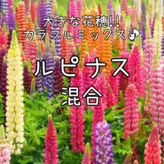 みっくバンビ様 リクエスト 5点 まとめ商品