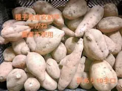 種子島産安納芋　こがね　農薬不使用　訳あり10キロ