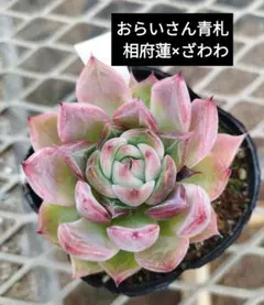 香桜✿様 リクエスト 2点 まとめ商品