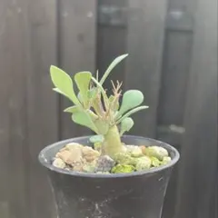 sea様 リクエスト 2点 まとめ商品