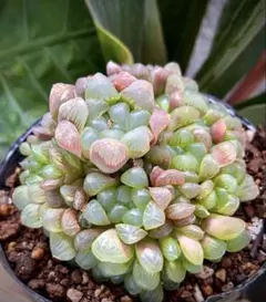 ペコちゃん割引あり♪様専用