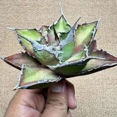 Lj_plants】Z539アガベ モンタナxパラサナ インプレッショニスト