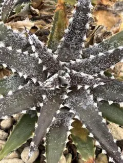 DBディッキア Dyckia Bill Baker hyb #205 - メルカリ