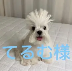 てるむ様専用ページ