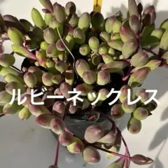 多肉植物】コチレドン ペンデンス 抜き苗 - メルカリ