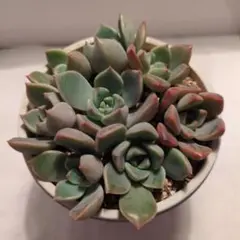 長次郎様 リクエスト 2点 まとめ商品