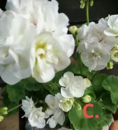 C.ゼラニウム 薔薇咲き ゼラニューム 白 花苗 1本 匿名配送のサムネイル