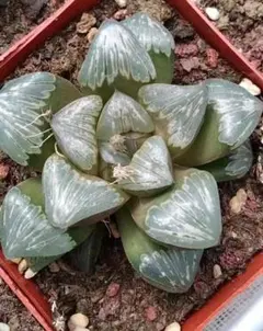Top【選抜株】多肉植物　19935姬玉露錦　10個　鉢無し/脱土 Top【選抜株】多肉植物 19935姬玉露錦 10個 鉢無し/脱土 - メルカリ