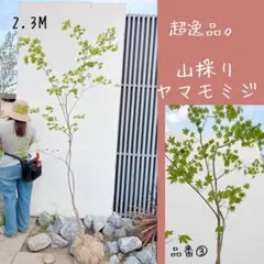 2026年最新】山採り もみじの人気アイテム - メルカリ