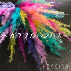 琉球*海花のたね 0715-3海花☆バラエティセット - メルカリ