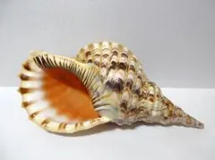 2026年最新】ほら貝の人気アイテム - メルカリ