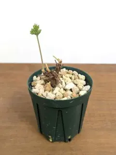 m68540539207_1.jpg?1769601115