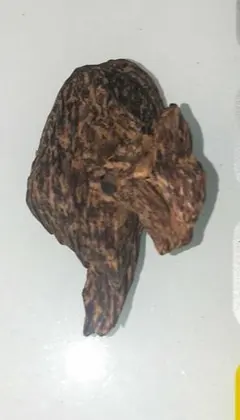 Item thumbnail for item 02e0a24c-e08b-4fd3-a3eb-989d99388caa