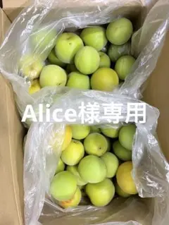 新鮮 南高梅 梅干し　梅酒　梅シロップ用のサムネイル