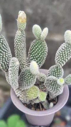 多肉植物 サボテン金烏帽子 キンエボシ バニーカクタス 抜き苗
