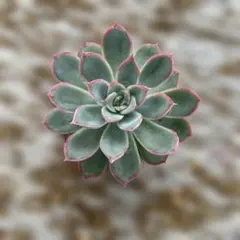 シムランスラグナサンチェス×花うらら