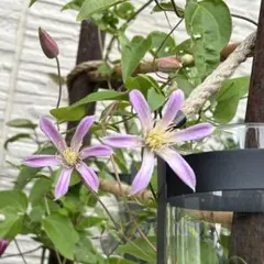 クレマチス 挿し穂 6本セットネコポス便発送 クレマチス 挿し穂 6本セットネコポス便発送 - メルカリ