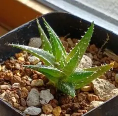 富岡義勇☆彡⚠️プロフィール必読⚠️様 リクエスト 2点 まとめ商品