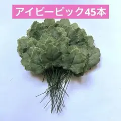 東京堂　グレープアイビーピック　45本 フラワーアレンジメント材料のサムネイル