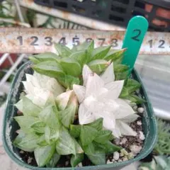 多肉植物 旧氷砂糖 錦 抜き苗 - メルカリ
