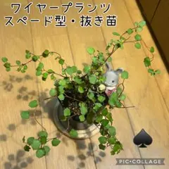 ワイヤープランツ　スペード型♠️ 抜き苗　根付き　わんこ