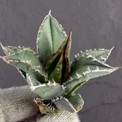 2026年最新】ネームドアガベの人気アイテム - メルカリ