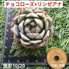2025年最新】リンゼアナの人気アイテム - メルカリ