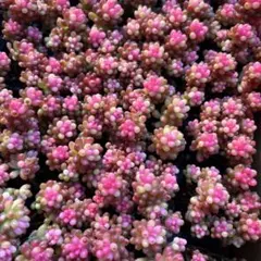 yukiyon様 リクエスト 2点 まとめ商品