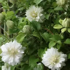 クレマチス グレーヴェ•エリック•ルース♥️希少品種 残り僅か - メルカリ