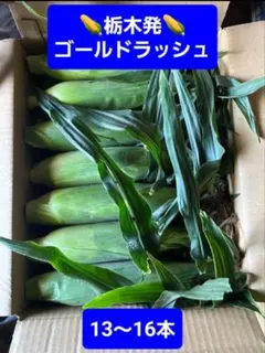 7/15発送分栃木発 ゴールドラッシュ とうもろこし 13〜16本のサムネイル