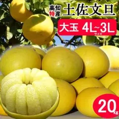 大玉限定☆ご家庭用 高知特産土佐文旦 4L〜3Lサイズ26～36玉入り約20 
