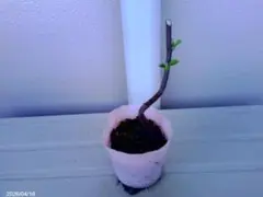 るどるふぃっしゅ様 リクエスト 3点 まとめ商品（カリンと甘夏とネコヤナギの苗）