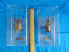 カブトムシ昆虫標本 2体セット 透明ケース入り