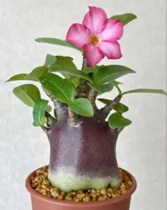 2025年最新】アデニウム ブラックスキンの人気アイテム - メルカリ