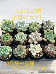 多肉植物 つぶつぶ屋さん♡小苗セット