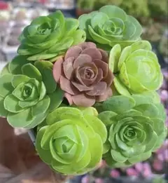 海*☆様 新入荷　グリーノビア　7苗ミックス　アエオニウム　多肉植物