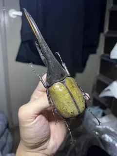 大型ヘラクレスリッキー標本（訳あり品） - メルカリ