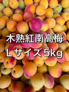 和歌山県産古城梅 秀品 2L以下5kg - メルカリ