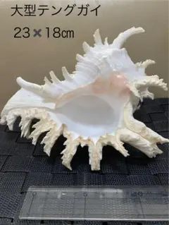 テングガイ　貝　巻貝　天然巻貝　貝殻　インテリア　白