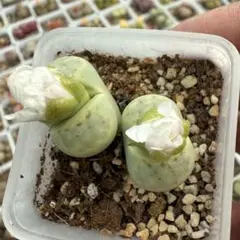 2025年最新】多肉植物 リトープスの人気アイテム - メルカリ