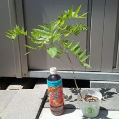 ツツジ科 落葉低木 苗木 苗 バイカツツジ 大変珍しい花木です。 白い花