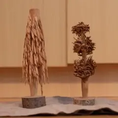 海の宝貝様専用 貝殻 標本 キノコウニ - メルカリ
