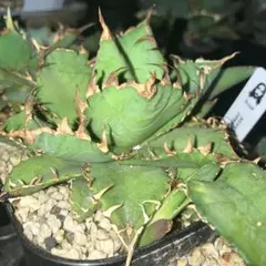 2024年実生オテロイ 11 抜き苗発送 - メルカリ